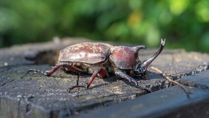 Close-up of rhinoceros beetle 11