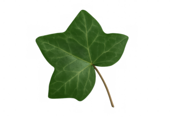 Green ivy leaf with vivid texture, showing botanical detail against transparent backdrop