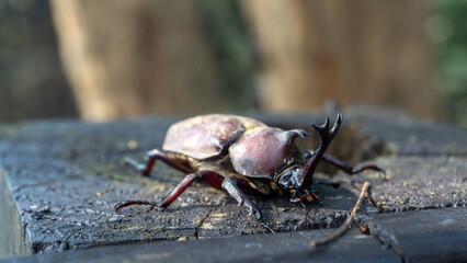 Close-up of rhinoceros beetle 10