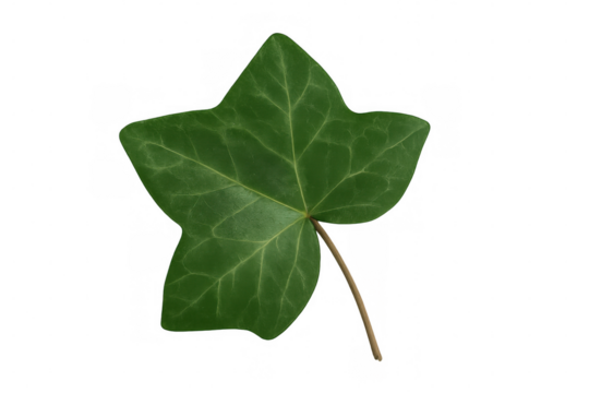Green ivy leaf with vivid texture, showing botanical detail against transparent backdrop