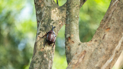 Close-up of rhinoceros beetle 14