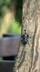 Close-up of rhinoceros beetle 15
