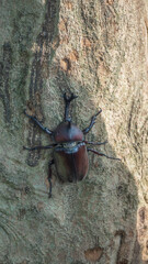 Close-up of rhinoceros beetle 18