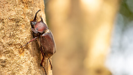 Close-up of rhinoceros beetle 20