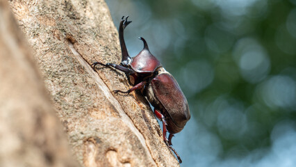 Close-up of rhinoceros beetle 19