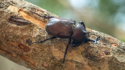 Close-up of rhinoceros beetle 23