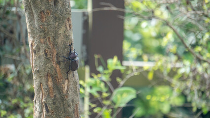Close-up of rhinoceros beetle 25
