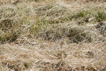 Mown grass for hay making to feed farm animals. Textured abstract background