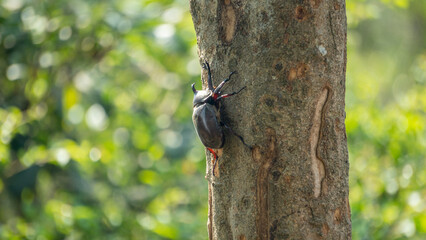 Close-up of rhinoceros beetle