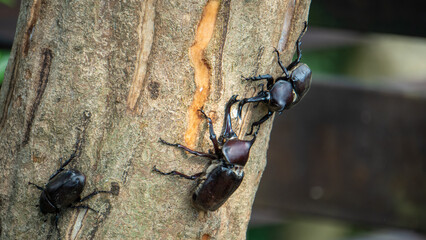 Rhinoceros beetles on the tree 3