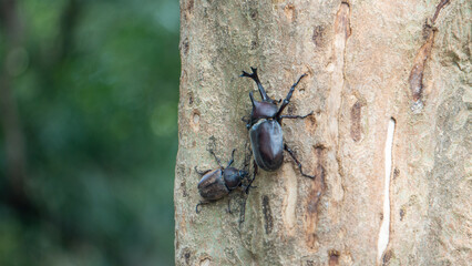 Rhinoceros beetles on the tree 2