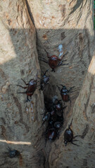 Rhinoceros beetles on the tree 7