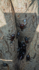 Rhinoceros beetles on the tree 6