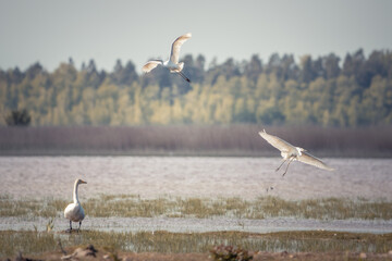 A Goose Strolls Alongside Elegant Birds in a Serene Natural Habitat