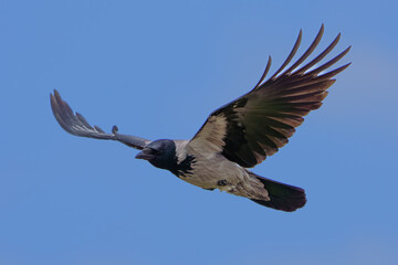 A Crow Soars High in the Clear Blue Sky
