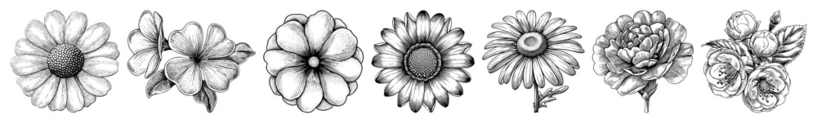 Vector Detailed floral illustrations showcase diverse daisy-like blooms in monochrome.