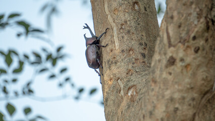 Close-up of rhinoceros beetle 2