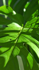 Vibrant Green Monstera Leaf Illuminated by Sunlight in a Tropical Setting Showcasing Intricate Leaf Structure and Shadow Patterns