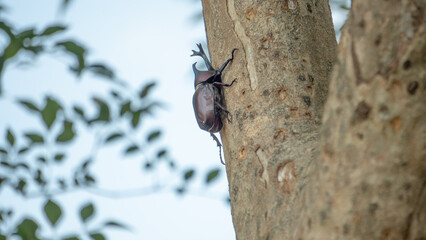 Close-up of rhinoceros beetle 3
