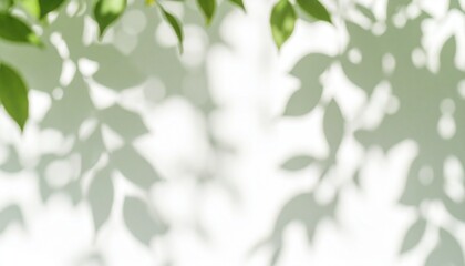 Shadow Play of Leaves Against a Bright Wall in a Serene Outdoor Setting During Daylight Hours