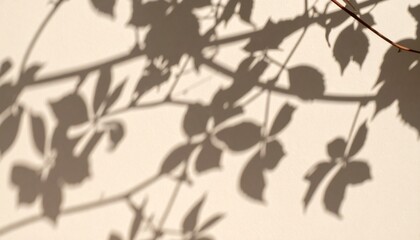 Delicate Shadows of Leaves Cast on a Simple Wall During the Afternoon Light in a Serene Garden Setting
