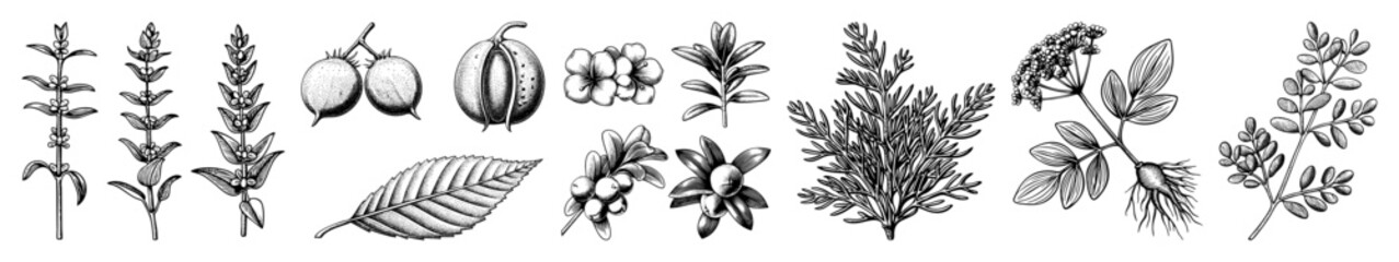 Vector Botanical featuring detailed depictions of various plant stems and foliage.