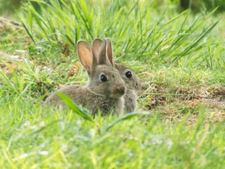 Nature Photography: Two Baby Rabbits in Green Grass

