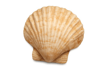Obraz premium Single scallop shell on a transparent background, highlighting its natural texture and elegant form