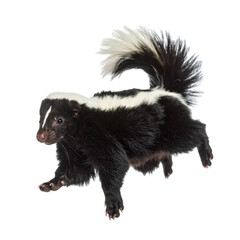 Skunk jumping pose on isolated background