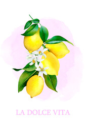 Watercolor poster with yellow lemons and flowers on pink background in Italian style