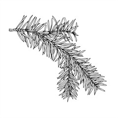 Monochrome vector spruce branch outline drawing. Christmas pine element line ink illustration. Fir twig illustration for holiday decorations, festive packaging, winter designs, and nature branding