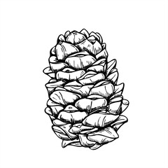 Pinecone or cedar cone monochrome vector illustration painted by black inks. Etching drawing of Christmas decoration symbol for nature designs, winter holiday decor, and rustic botanical branding