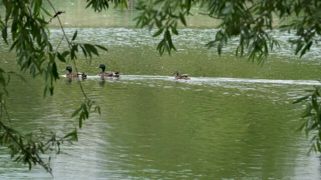 Three ducks swim in a green-colored lake framed by overhanging tree branches. The serene water surface reflects their movement.
