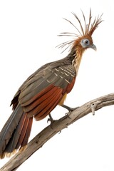 hoatzin bird isolated on white background