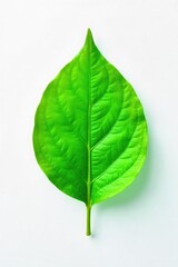 Obraz premium Close-up shot of a single, vibrant green leaf on a pristine white background, symbolizing healing, growth, and renewal Perfect for wellness, nature, and health-related projects , peace, foliage