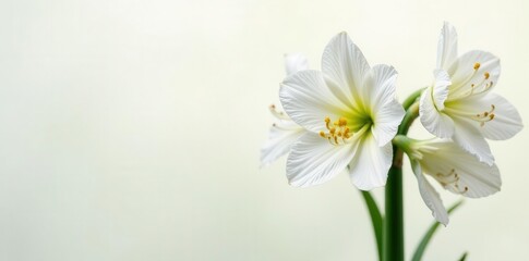 Fototapeta premium Stunning cluster of white amaryllis, isolated , object, beauty