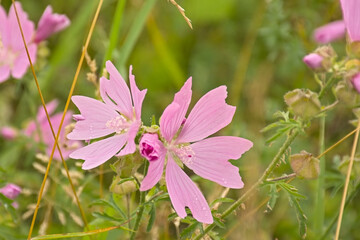 Pink malva flowers , selective focus - Malvaceae 