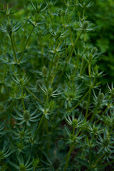 Healthy eryngium plant growing in an outdoor garden. Plant before the flowers turn blue.