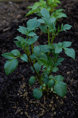 Healthy dahlia plant before any blooms have arrived.