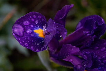 Close up of the leaf of a dark purple iris flower with a yellow and blue center of the petal. Rain drops on petals. Outdoor garden.