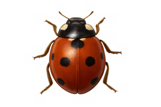 Ladybug resting with vibrant red shell, dark spots visible, slender brown legs extended on clean white surface