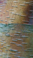Beautiful close-up of the bark of betula albosinensis