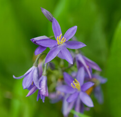 Beautiful close-up of cyanastrum johnstonii