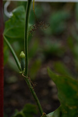 A tiny loofah, luffa, gourd beginning to grow on the vine.