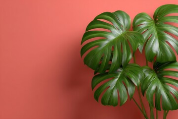 Naklejka premium Monstera leaves are arranged on a salmoncolored background