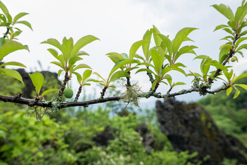 Fototapeta premium Branching out young fruit growth in lush nature scenic landscape close-up view botanical wonder