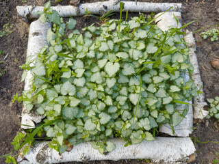 Planting of ornamental spotted dead-nettle with young varigated leaves