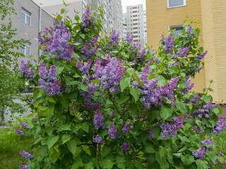 Bush of blooming purple lilac against the multi-story buildings