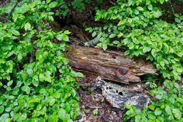 Young elm underwood around of birch rotten trunk in forest