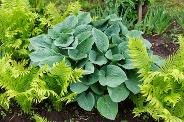 Bush of cultivated blue hosta covered with dew in flower bed
